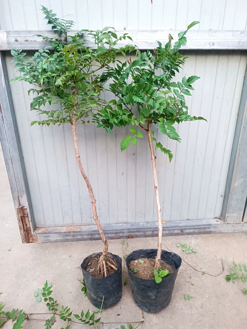 凌霄花苗大花盆栽爬藤植物庭院好养攀爬花卉藤本苗木四季观赏