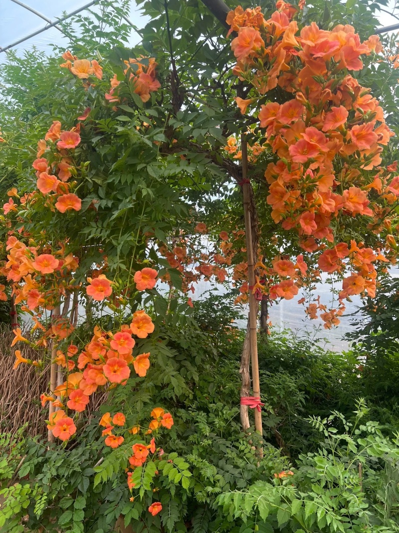 凌霄花苗大花盆栽爬藤植物庭院好养攀爬花卉藤本苗木四季观赏