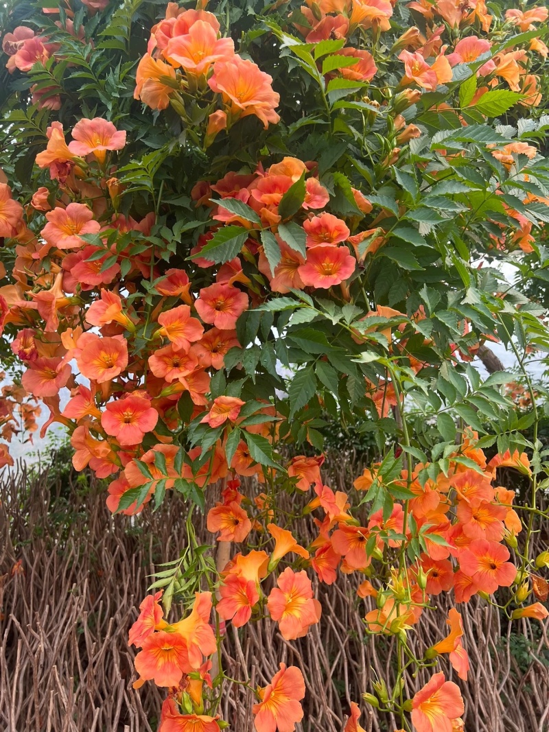 凌霄花苗大花盆栽爬藤植物庭院好养攀爬花卉藤本苗木四季观赏
