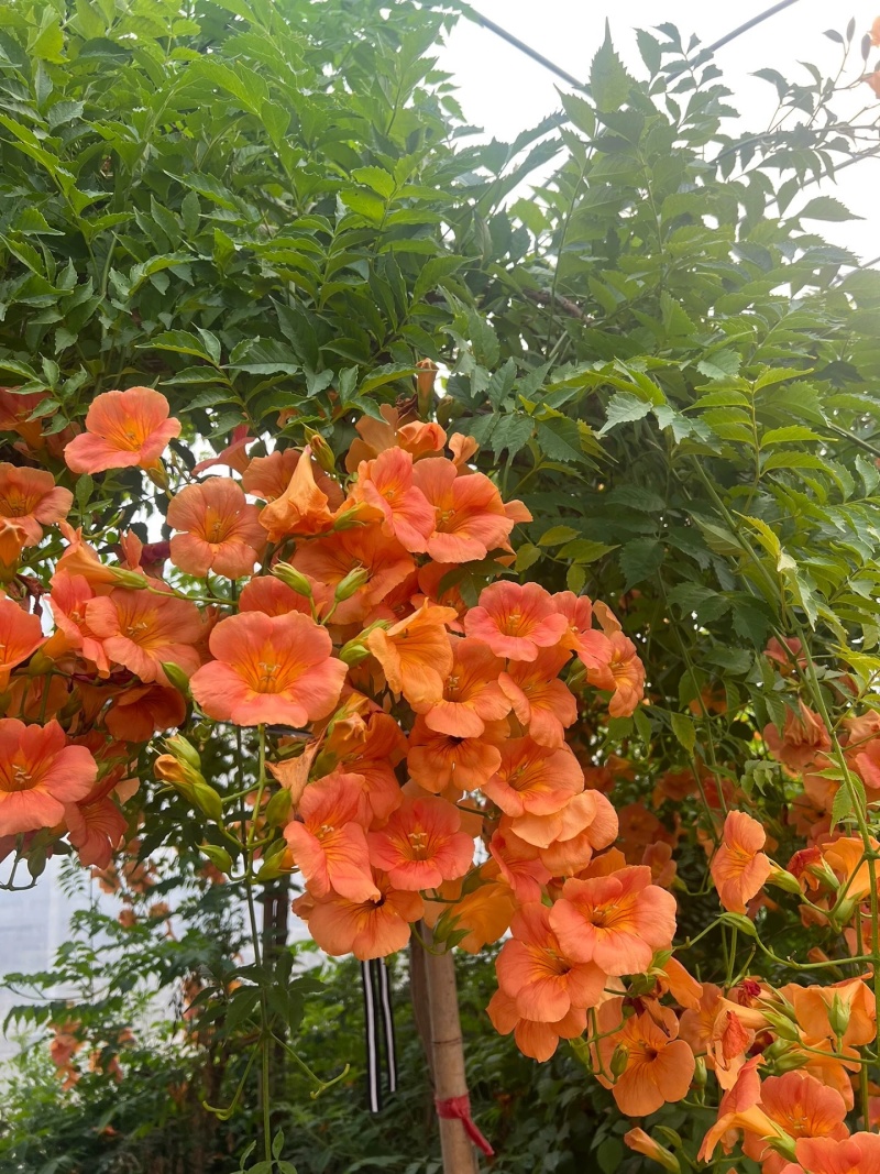 凌霄花苗大花盆栽爬藤植物庭院好养攀爬花卉藤本苗木四季观赏