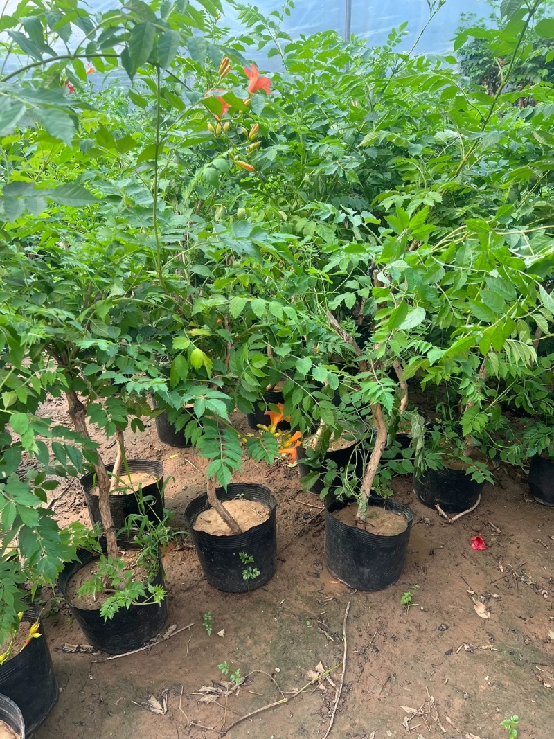 凌霄花苗大花盆栽爬藤植物庭院好养攀爬花卉藤本苗木四季观赏