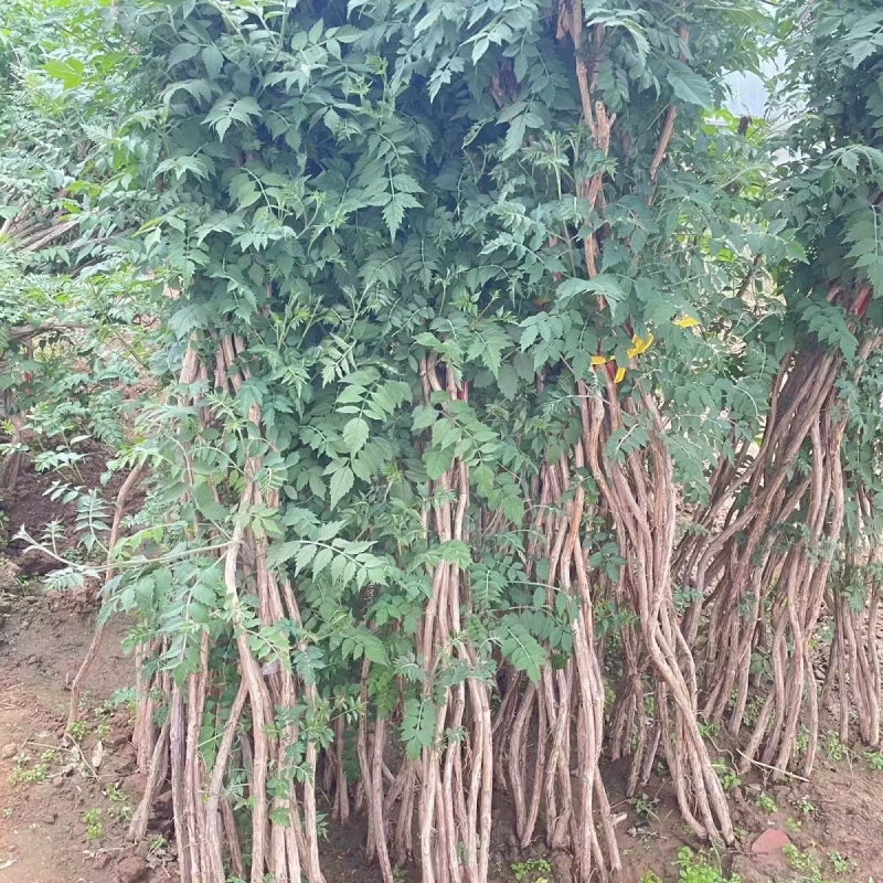 凌霄花苗大花盆栽爬藤植物庭院好养攀爬花卉藤本苗木四季观赏