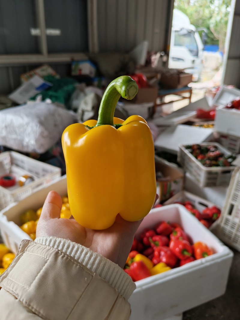 黄彩椒，对接批发市场，电商，超市