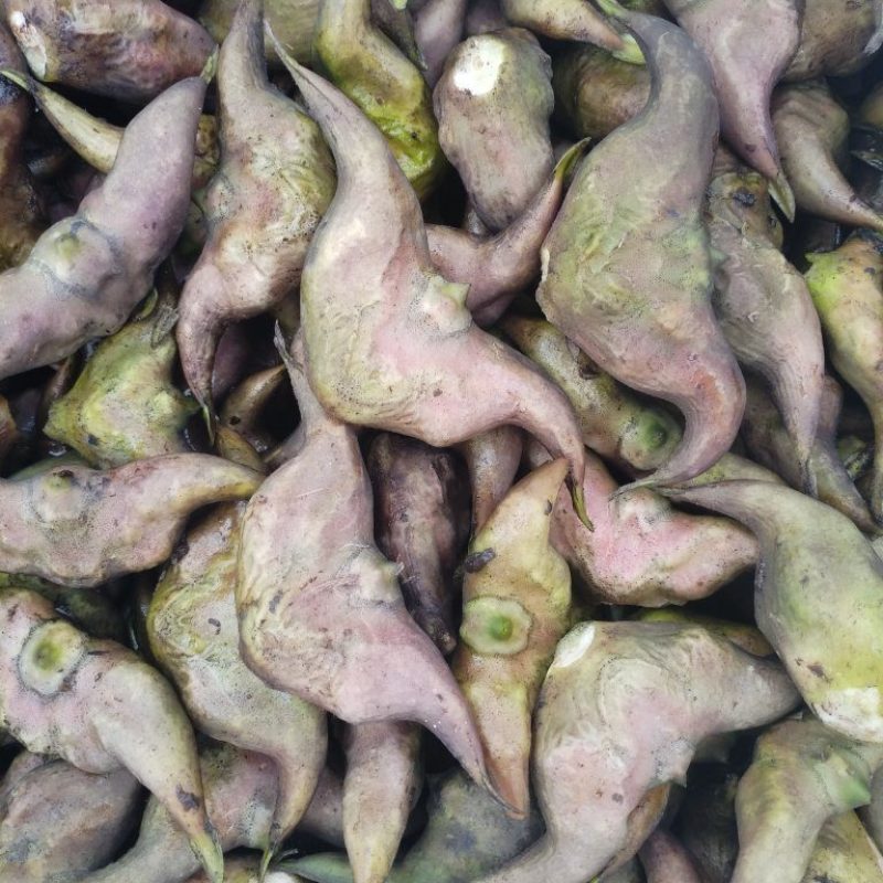 洪泽湖区域种植的牛角大青菱货源充足价格便宜，需要的联系我