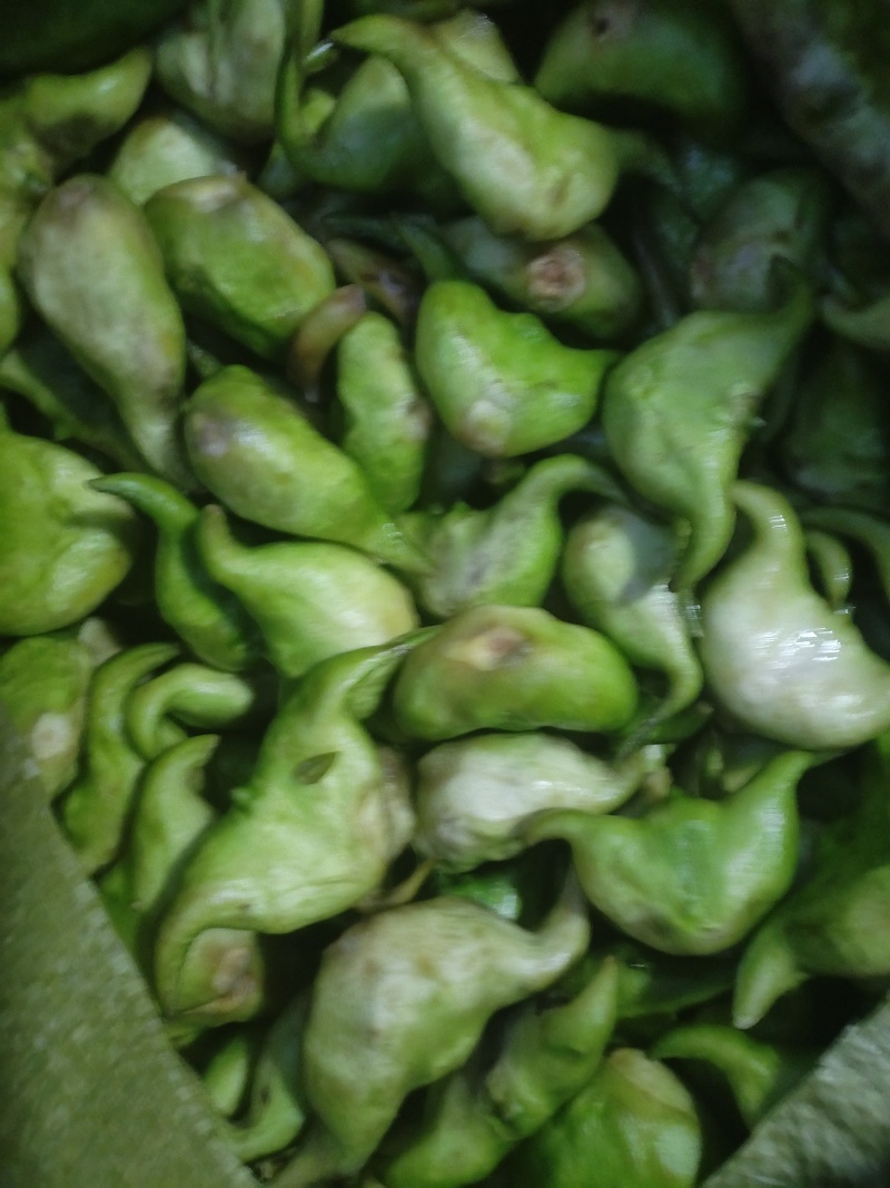 洪泽湖区域种植的牛角大青菱货源充足价格便宜，需要的联系我