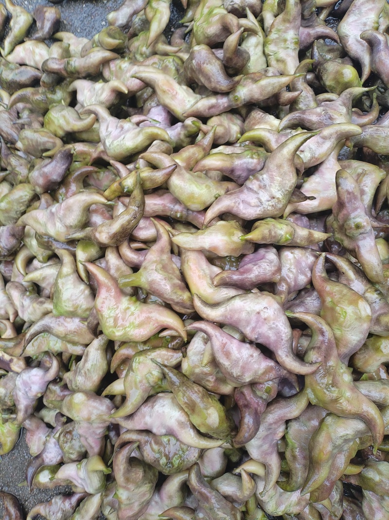 洪泽湖区域种植的牛角大青菱货源充足价格便宜，需要的联系我