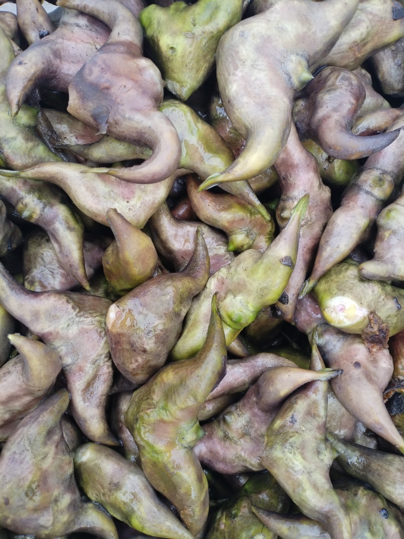 洪泽湖区域种植的牛角大青菱货源充足价格便宜，需要的联系我