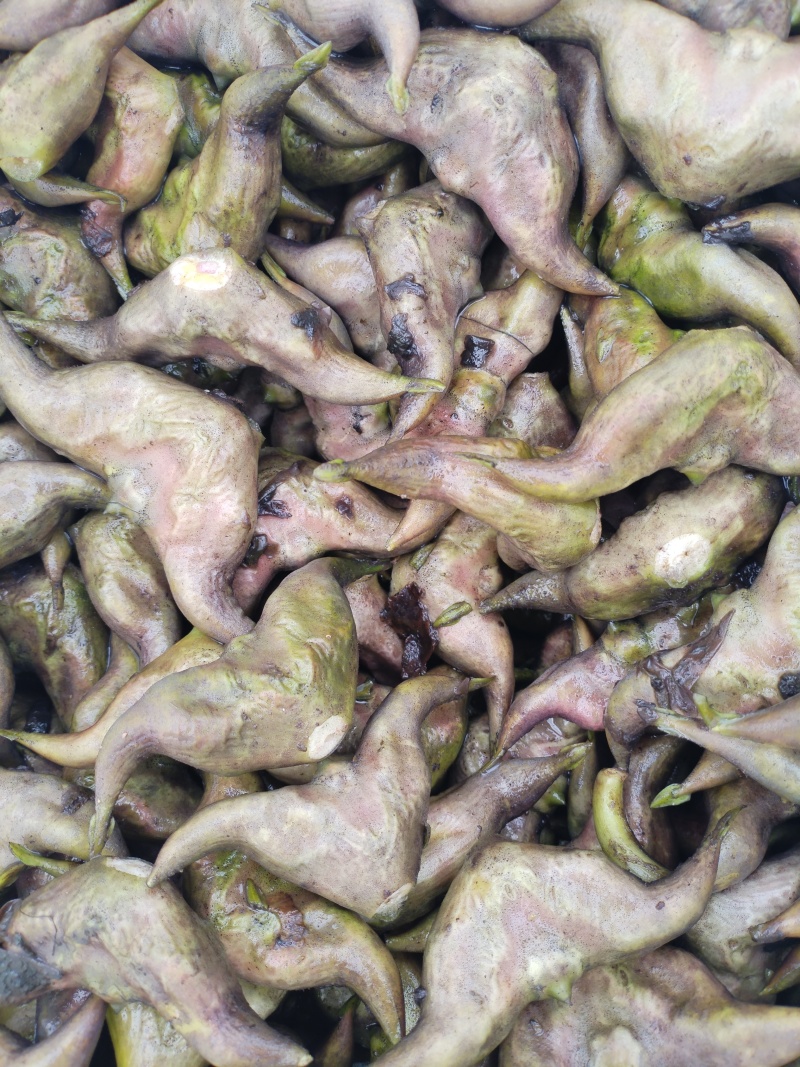 洪泽湖区域种植的牛角大青菱货源充足价格便宜，需要的联系我