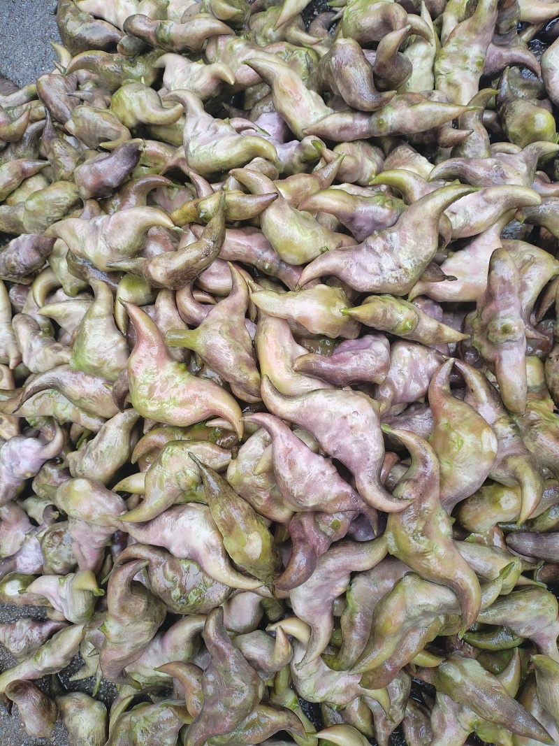 洪泽湖区域种植的牛角大青菱货源充足价格便宜，需要的联系我