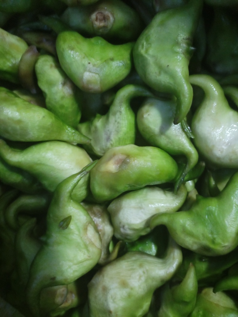 洪泽湖区域种植的牛角大青菱货源充足价格便宜，需要的联系我