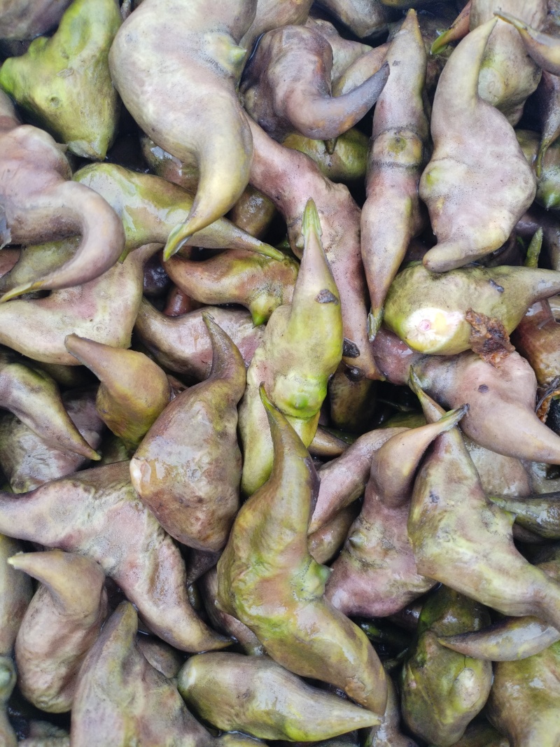 洪泽湖区域种植的牛角大青菱货源充足价格便宜，需要的联系我