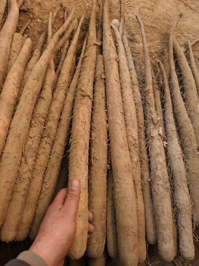 热卖双棒山药河北双棒山药饶阳山药多规格可选货源充足欢迎电联