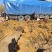 热卖双棒山药河北双棒山药饶阳山药多规格可选货源充足欢迎电联