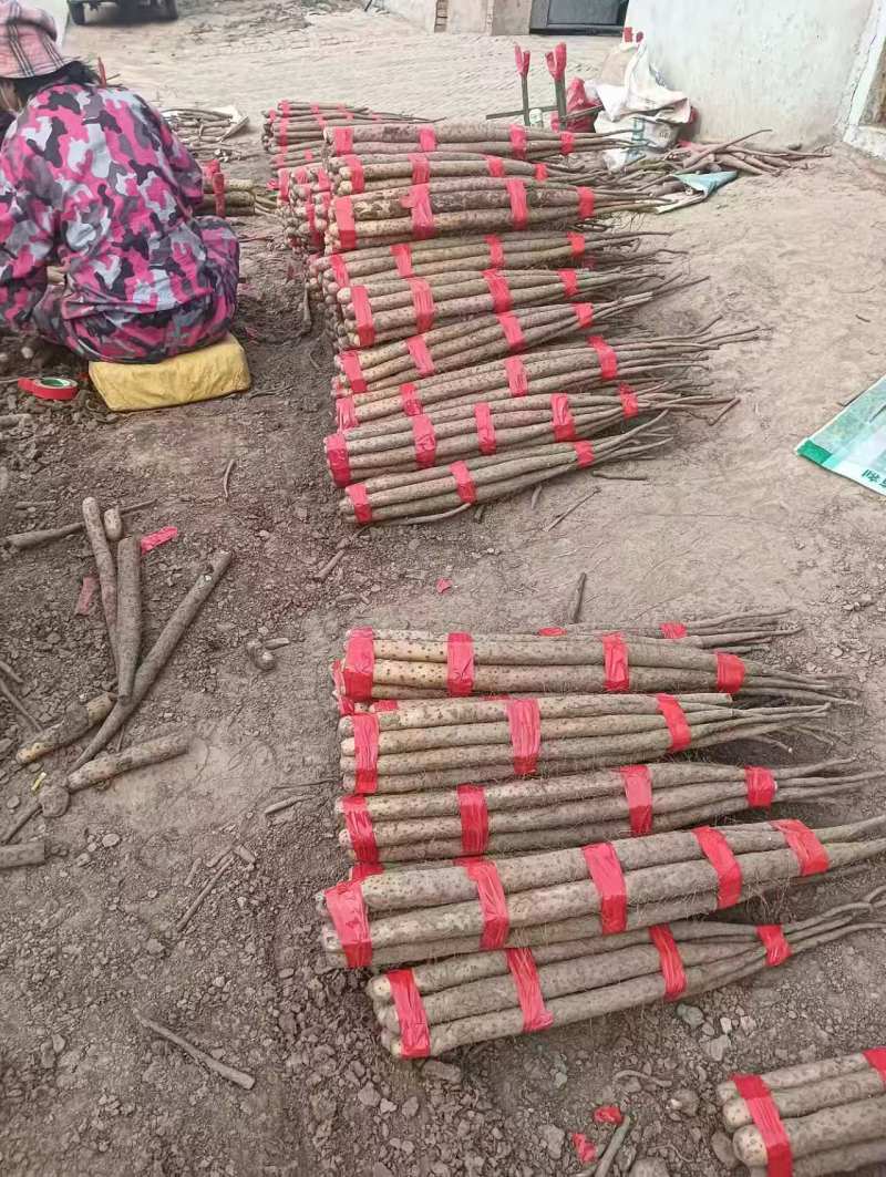热卖双棒山药河北双棒山药饶阳山药多规格可选货源充足欢迎电联