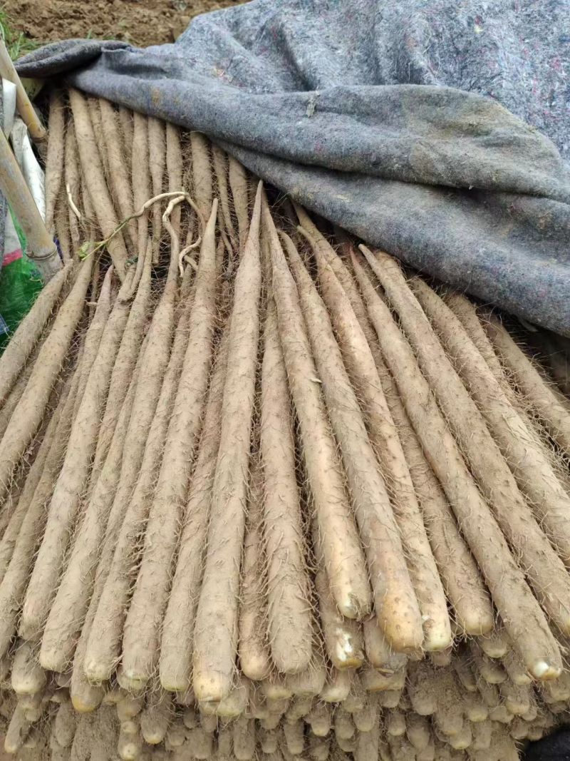 热卖双棒山药河北双棒山药饶阳山药多规格可选货源充足欢迎电联