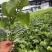 黄金百香果苗