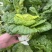 精品黄心菜精品黄心乌