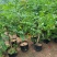 凌霄花苗大花盆栽爬藤植物庭院好养攀爬花卉藤本苗木四季观赏