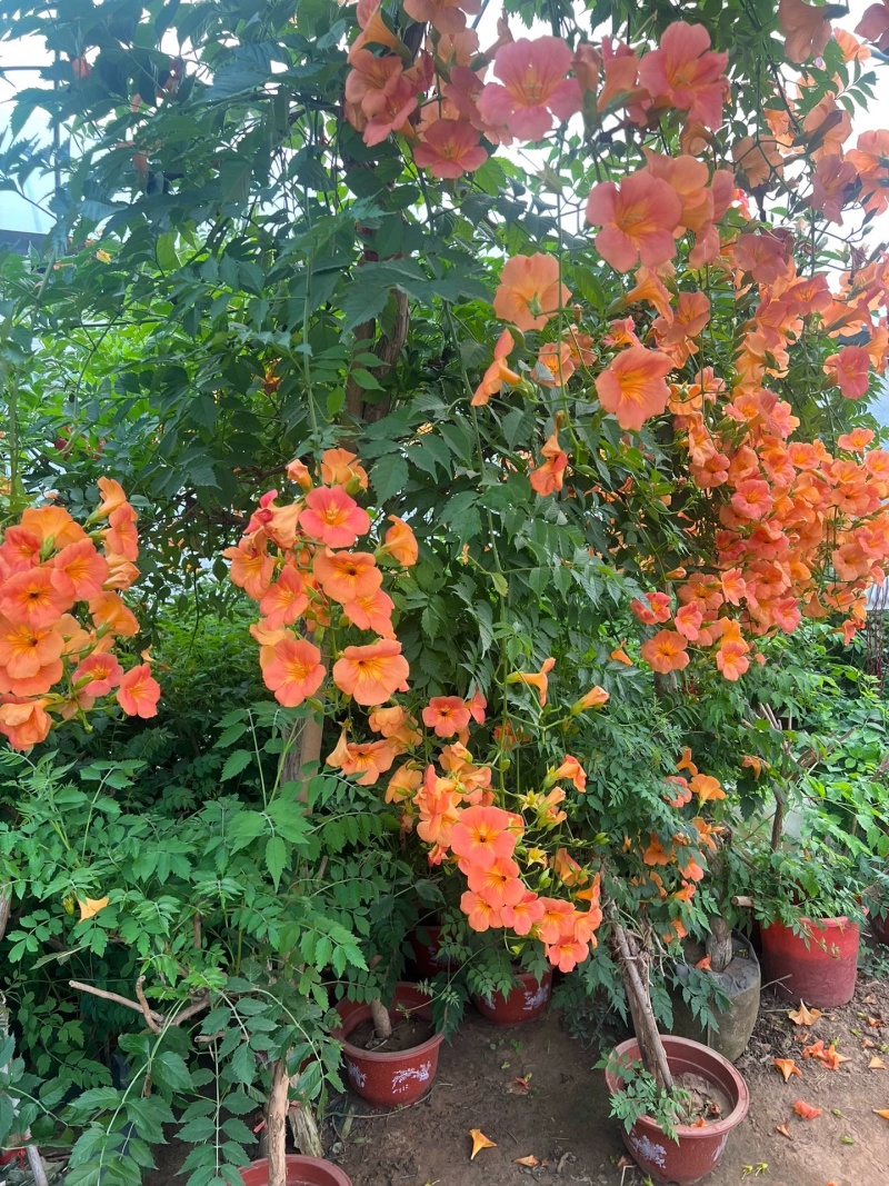 凌霄花苗大花盆栽爬藤植物庭院好养攀爬花卉藤本苗木四季观赏