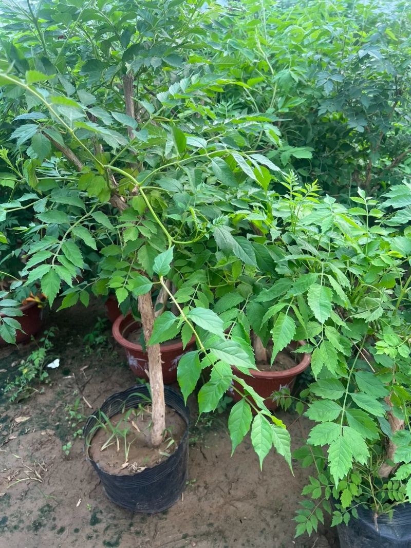 凌霄花苗大花盆栽爬藤植物庭院好养攀爬花卉藤本苗木四季观赏
