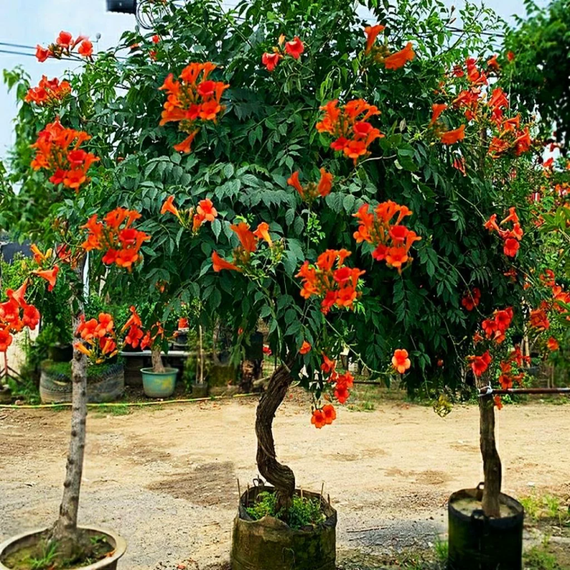 凌霄花苗大花盆栽爬藤植物庭院好养攀爬花卉藤本苗木四季观赏