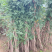 凌霄花苗大花盆栽爬藤植物庭院好养攀爬花卉藤本苗木四季观赏