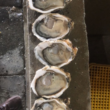 乳山新鲜直供生蚝，鲜美多汁，海味十足，品质保证，现货速发