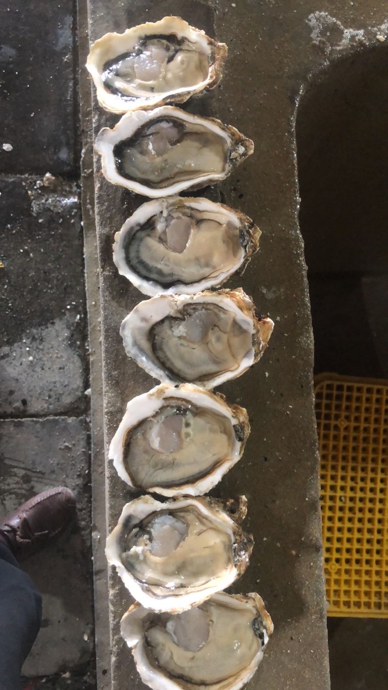乳山新鲜直供生蚝，鲜美多汁，海味十足，品质保证，现货速发