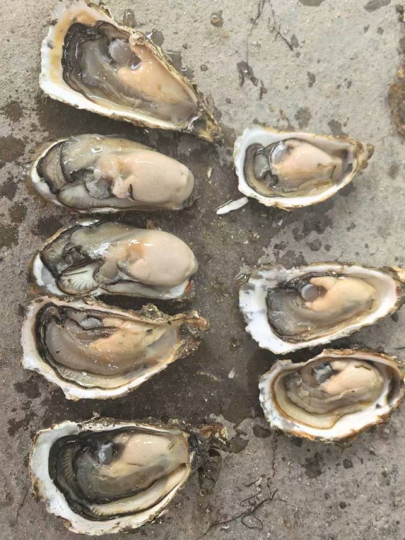 生蚝肉，新鲜现开，各种规格均有，供应火锅店，蚝烙，蚵仔煎