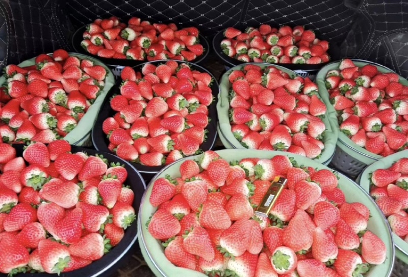 草莓，天仙醉草莓大量上市现摘现发品质优甜度高欢迎咨询电话