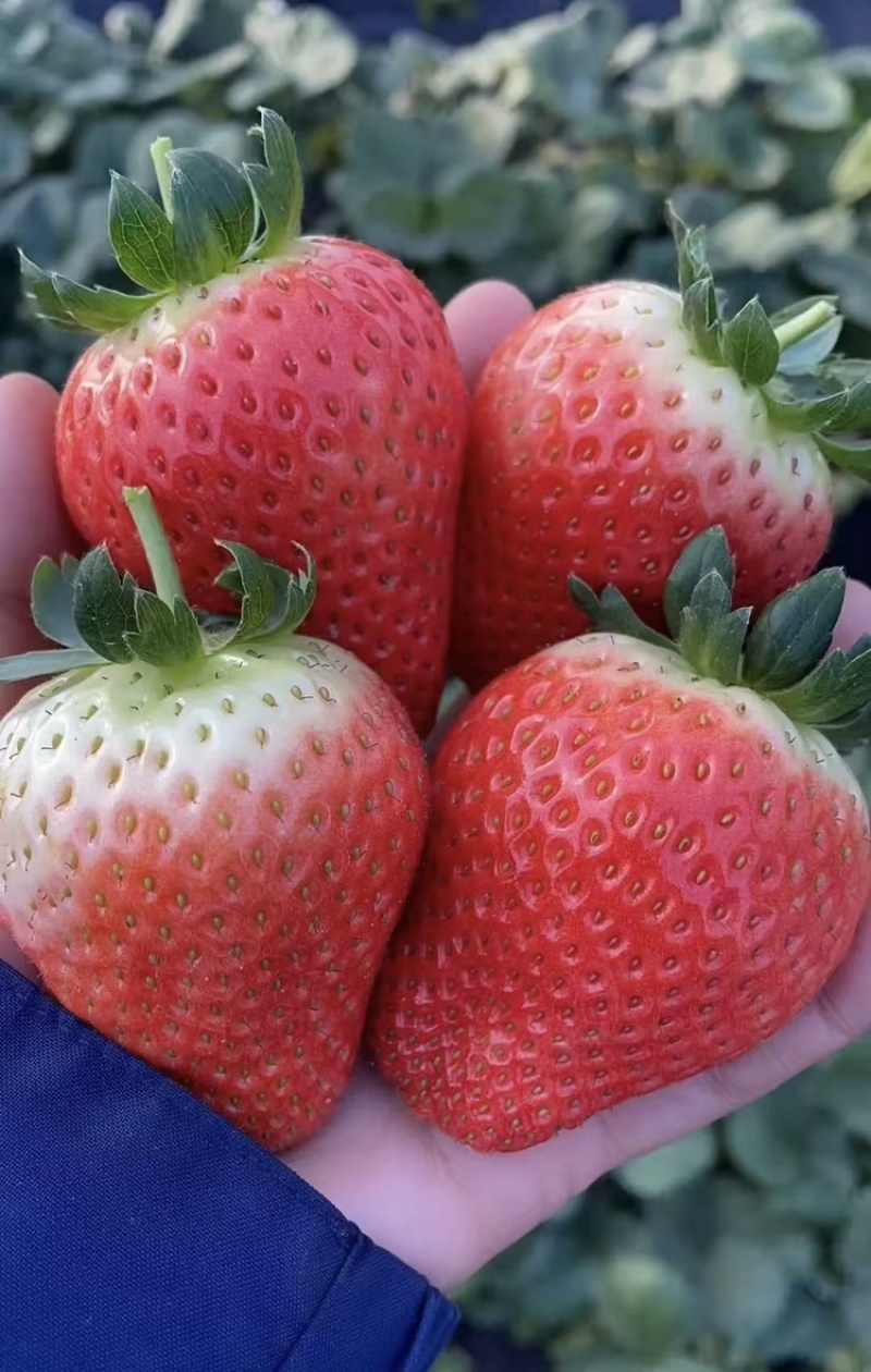 草莓，天仙醉草莓大量上市现摘现发品质优甜度高欢迎咨询电话