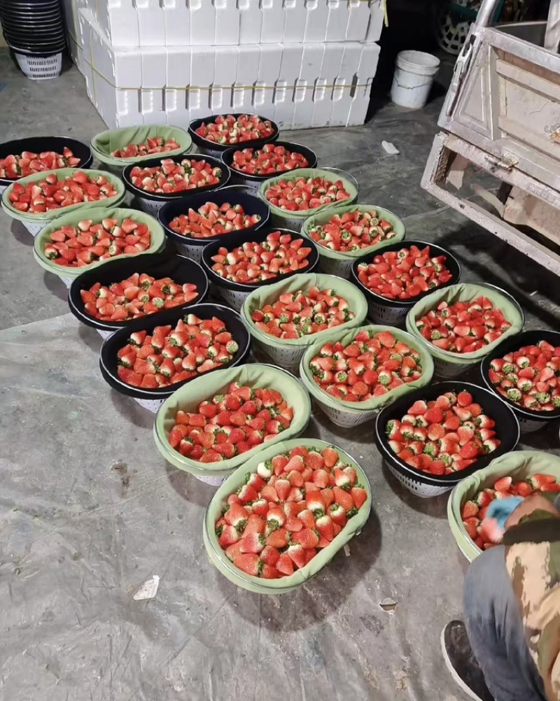 草莓，天仙醉草莓大量上市现摘现发品质优甜度高欢迎咨询电话