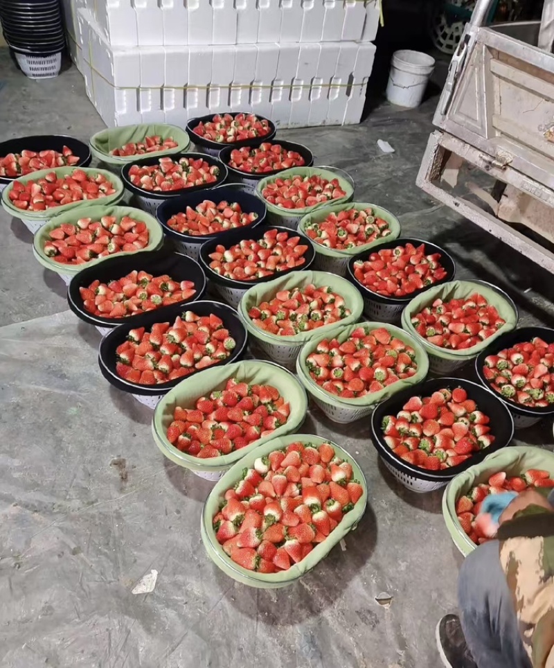 草莓，天仙醉草莓大量上市现摘现发品质优甜度高欢迎咨询电话