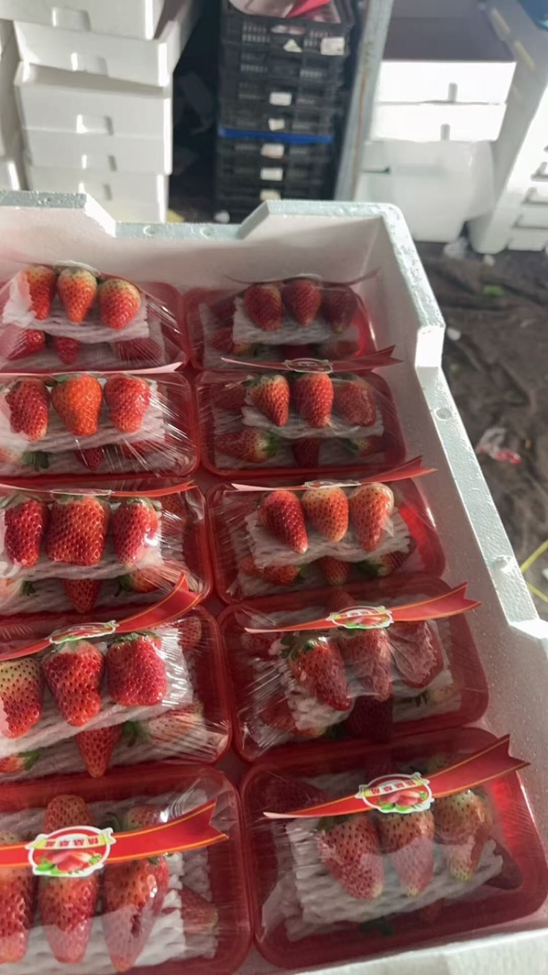 草莓，天仙醉草莓大量上市现摘现发品质优甜度高欢迎咨询电话