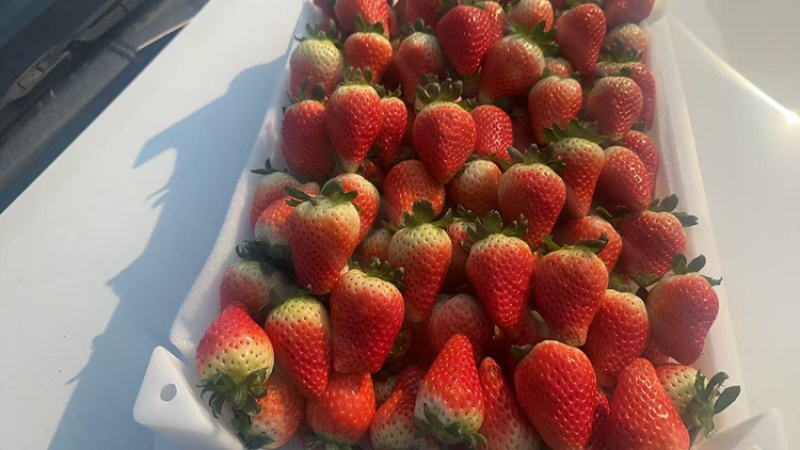 草莓，天仙醉草莓大量上市现摘现发品质优甜度高欢迎咨询电话