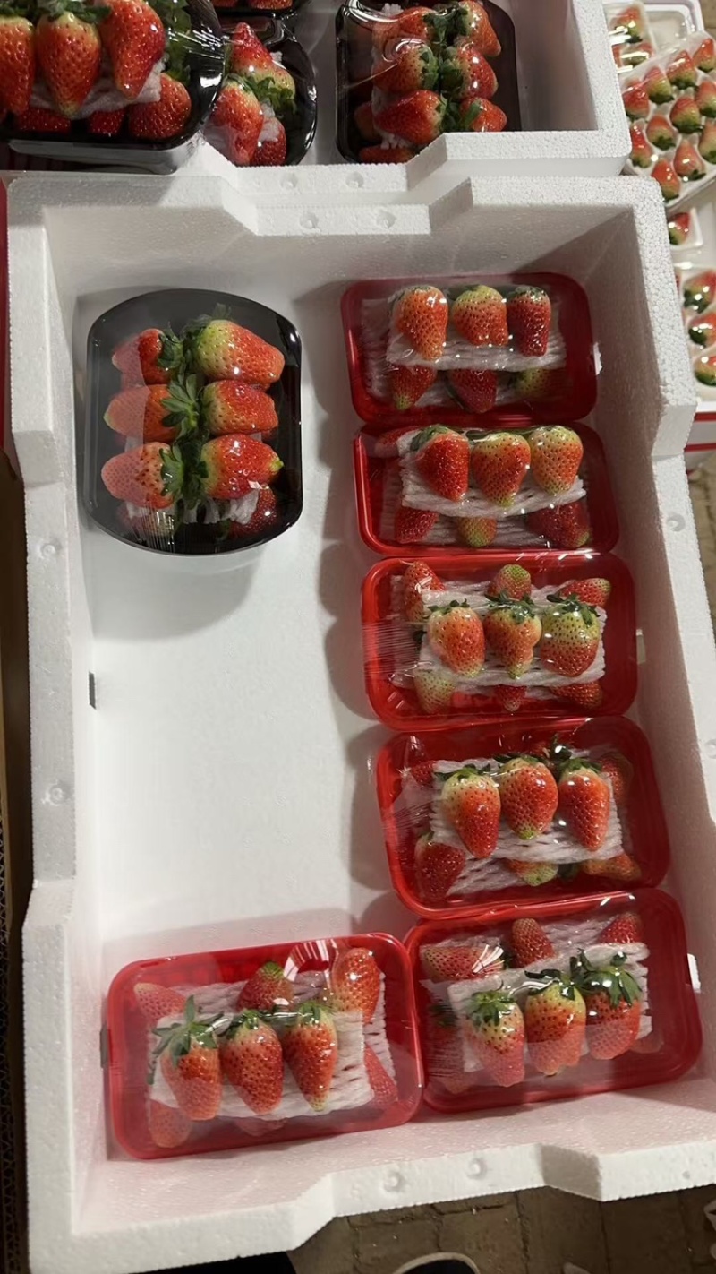 草莓，天仙醉草莓大量上市现摘现发品质优甜度高欢迎咨询电话