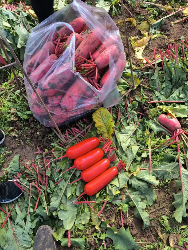 红皮萝卜