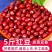 东北红小豆