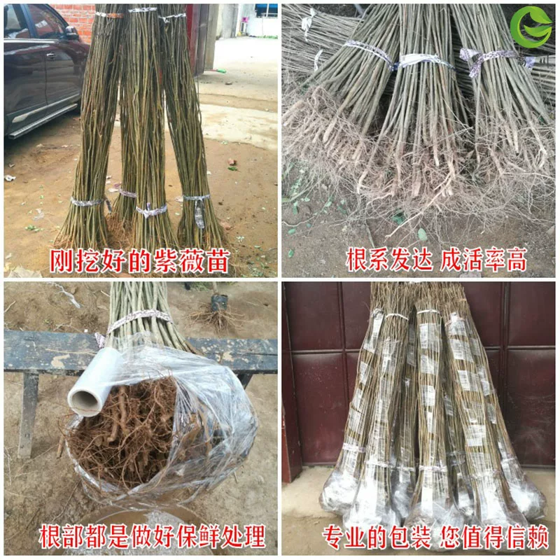 紫薇苗，红花紫薇，百日红紫薇小苗占地紫薇