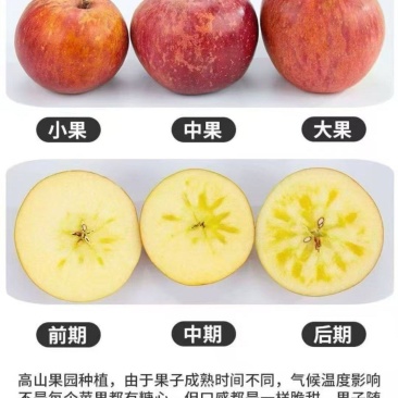 我有大量糖心苹果出售