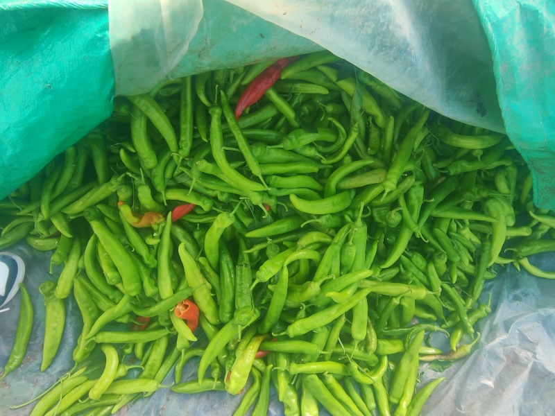 各种辣椒批量销售