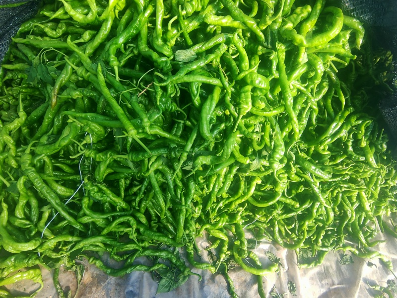 各种辣椒批量销售