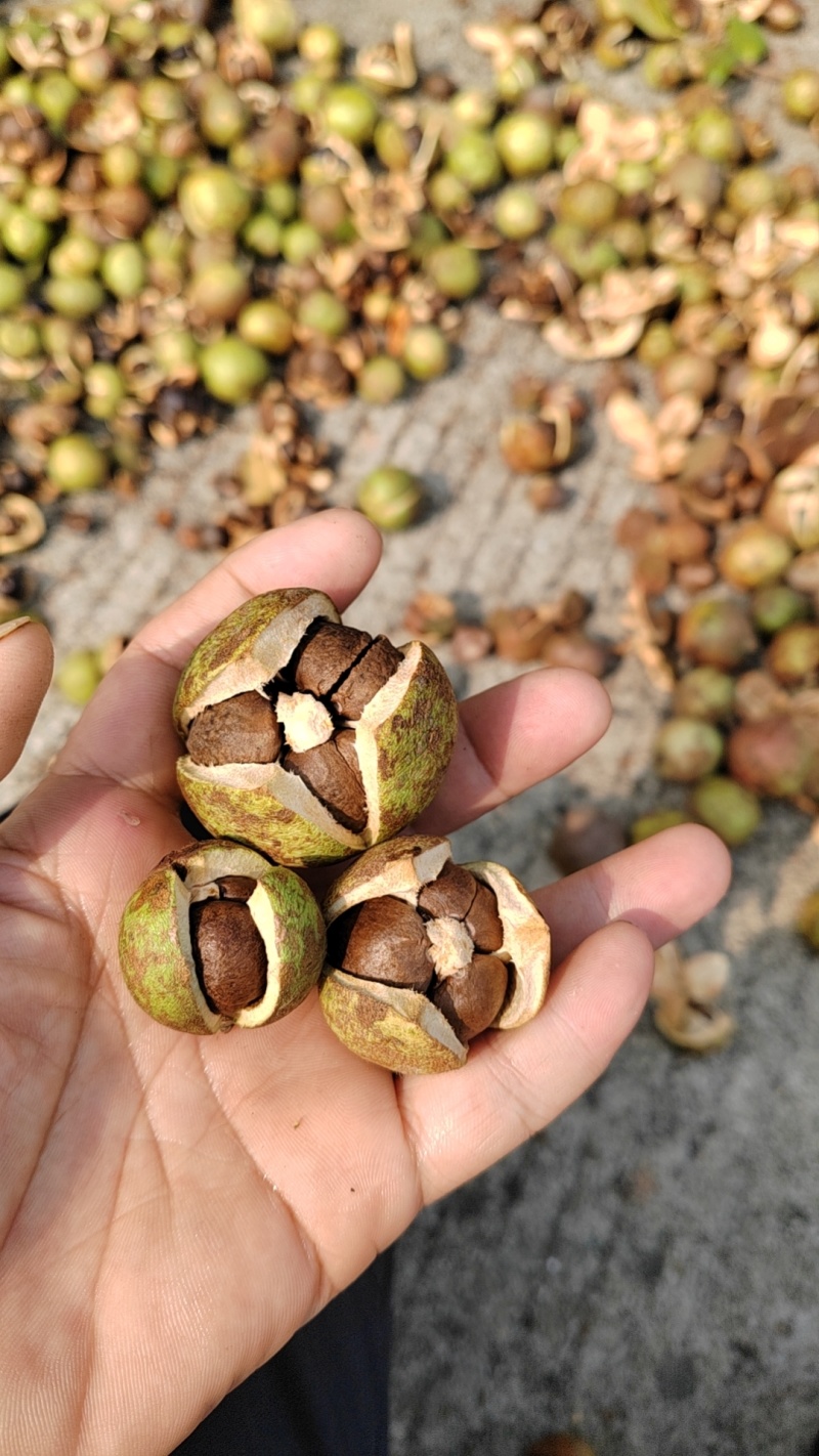 优质油茶青果