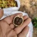 优质油茶青果