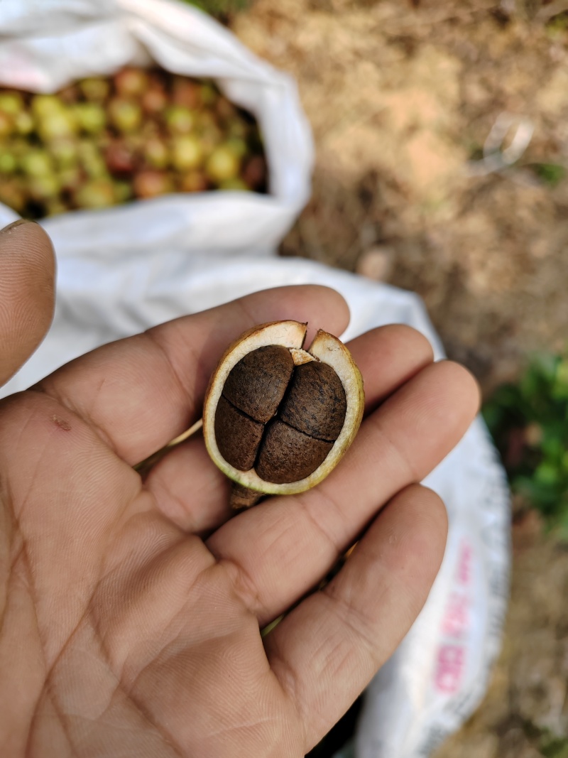 优质油茶青果
