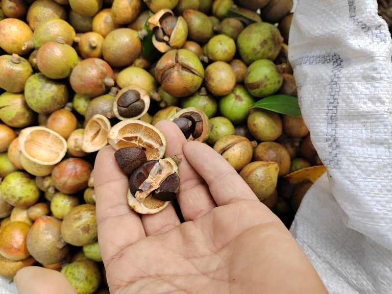 优质油茶青果