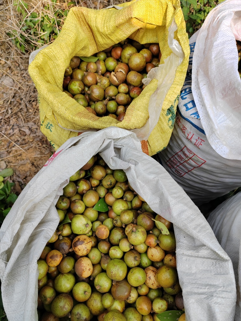 优质油茶青果