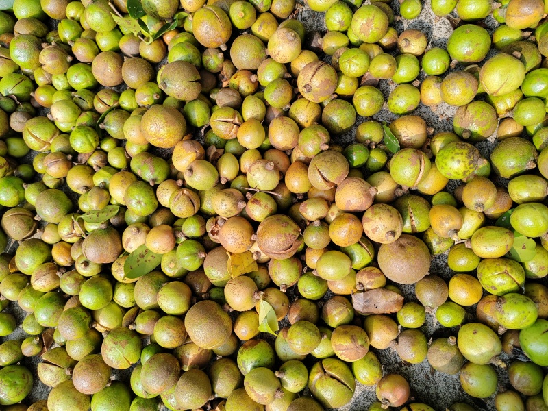 优质油茶青果
