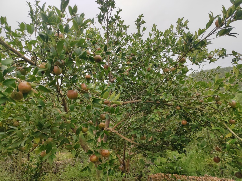 优质油茶青果