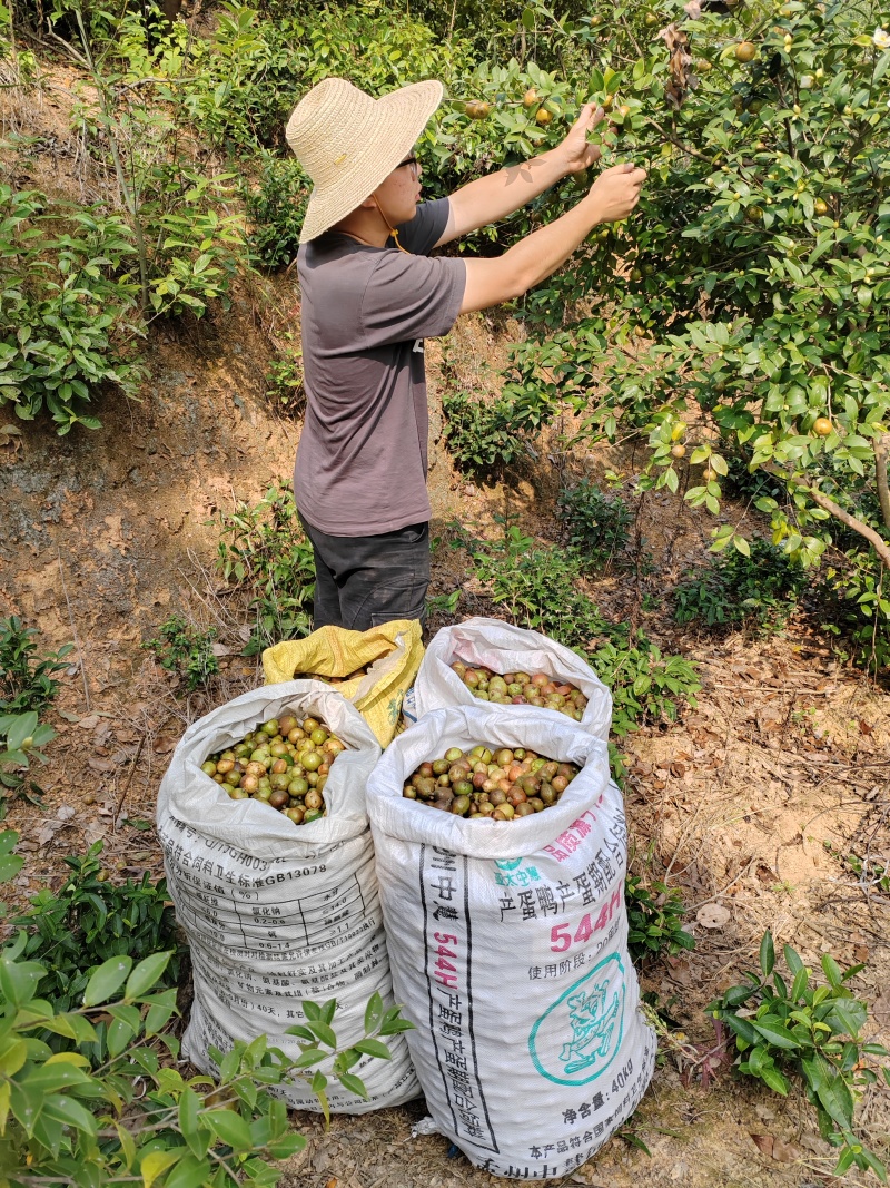 优质油茶青果